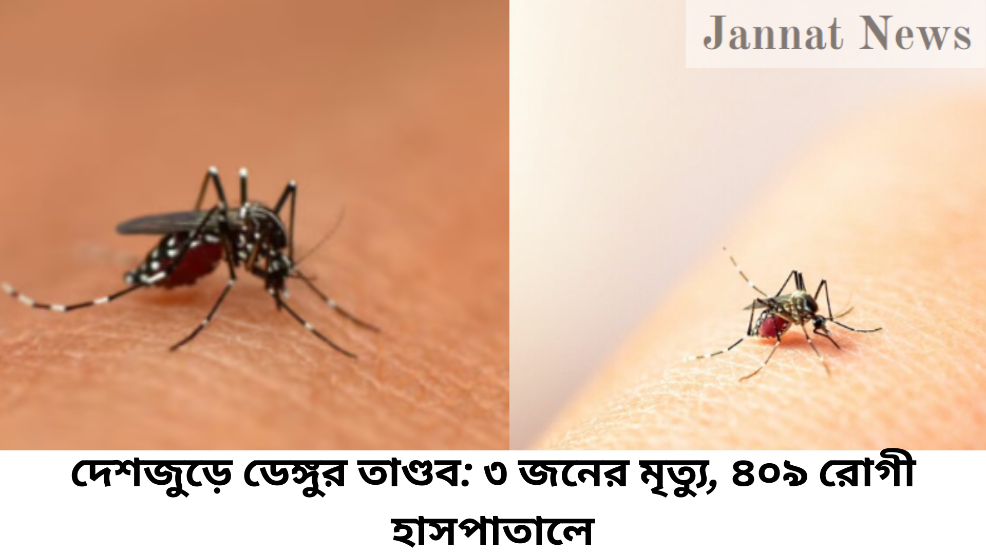 দেশজুড়ে ডেঙ্গুর তাণ্ডব: ৩ জনের মৃত্যু, ৪০৯ রোগী হাসপাতালে