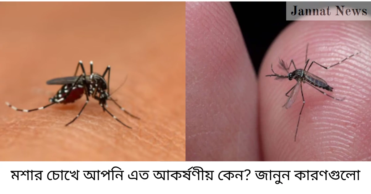 মশার চোখে আপনি এত আকর্ষণীয় কেন? জানুন কারণগুলো
