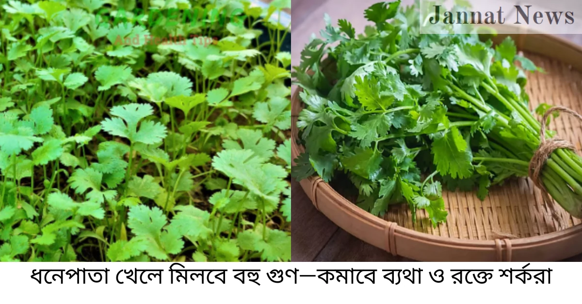 ধনেপাতা খেলে মিলবে বহু গুণ—কমাবে ব্যথা ও রক্তে শর্করা